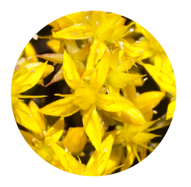 saint john wort