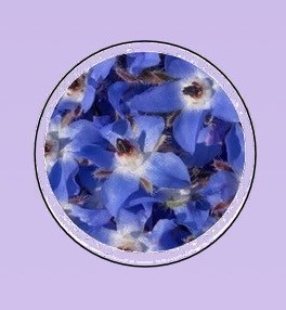 borage oil