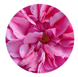 rosa centifolia