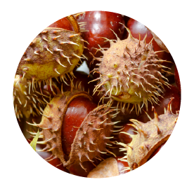 horse chestnut (escin)